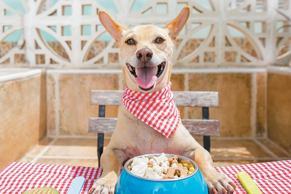 5 Basic Facts About Dog Nutrition